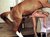Sex animal2